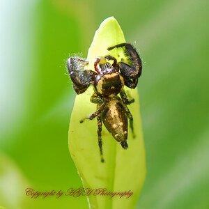 Springspinne
