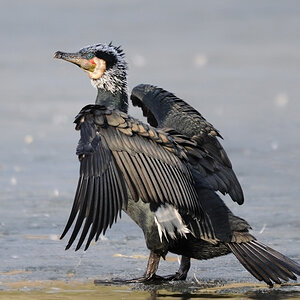 Kormoran 
Tiergarten Nürnberg
