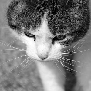 Katze