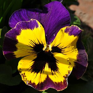 Blume klein