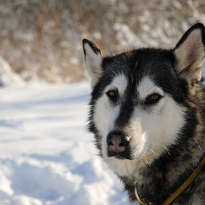 husky1