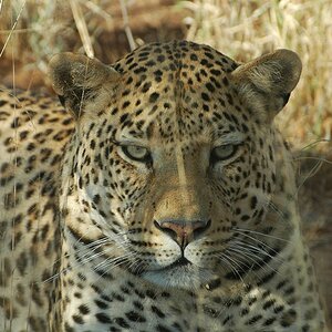 leopard1