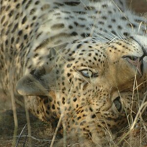 leopard2