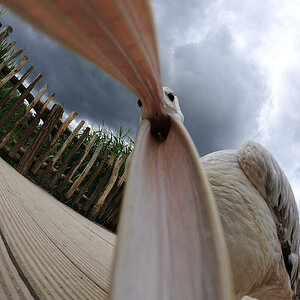 Ganz weit