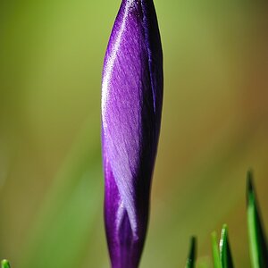 Krokus geschlossen