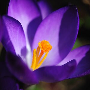 Krokus Stempel