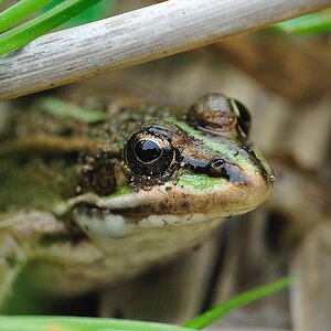 iberischerWasserfrosch RanaPerezi