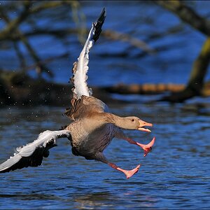 aacomp Bramfsee 20110319 1571