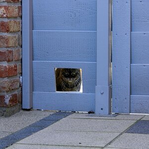 Katze