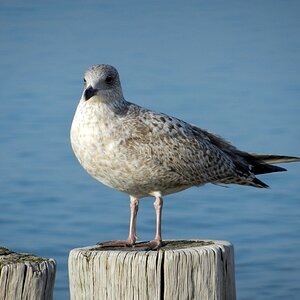 Möve 2