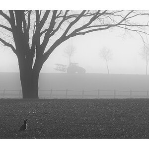 der Hase und der Trecker
