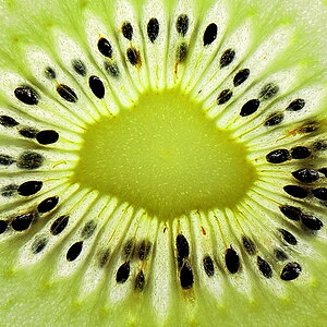 KIWI ausschnitt