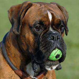 Boxer