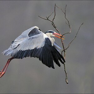 aacomp Bramfsee 20110319 0219