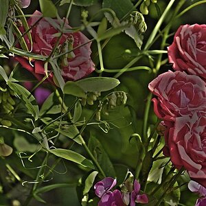 hdr26o