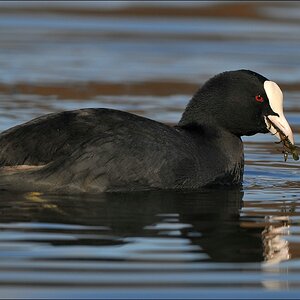 aacomp Bramfsee 20110319 1523a