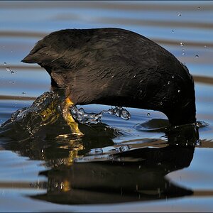 aacomp Bramfsee 20110319 1490