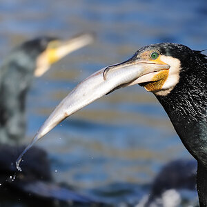Kormoran mit Beute
Tiergarten Nürnberg
