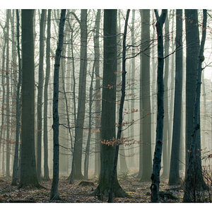 Wald im Gegenlicht
