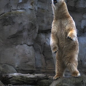 Eisbär klein