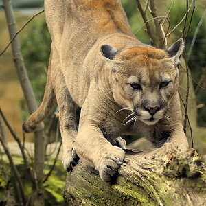 Puma1