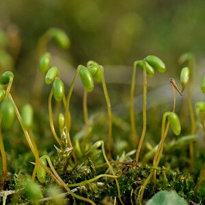 comp DSC 2784