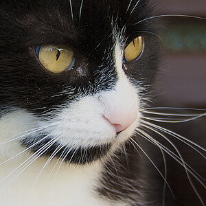 Katze1