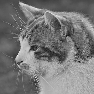Katze