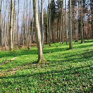 Bärlauchwald