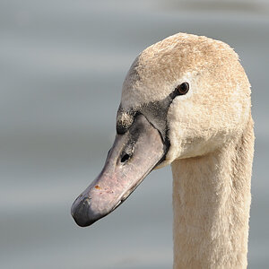 Jungschwan