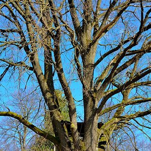 Baum