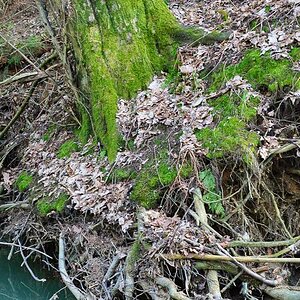 Wurzeln unter Wasser