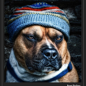 Benni Stallone