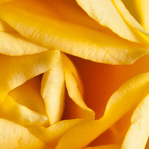 rose4