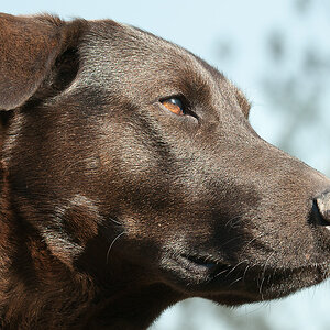 Lupa guckt in die Sonne