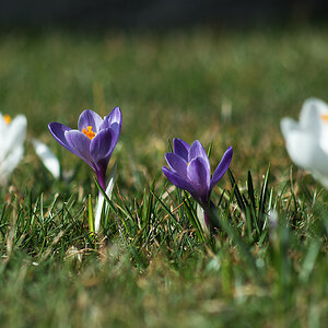 Krokus