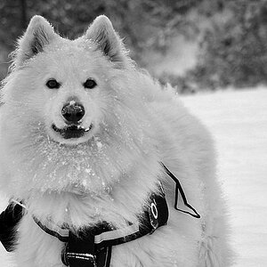Im Schnee mit scharf