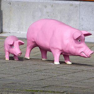 Schweine