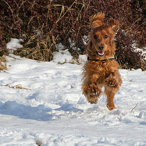 Benny - 1 Jahr alt - Freising