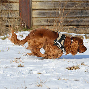 Benny - 1 Jahr alt - Freising
