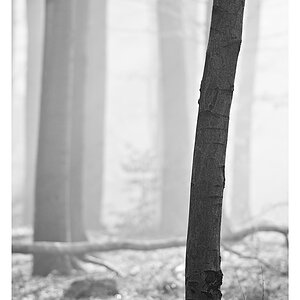einsamer Baum SW