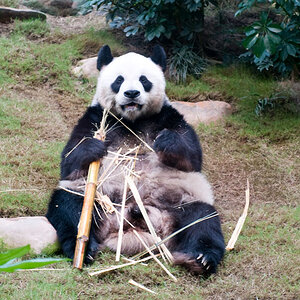 Panda hat mich voll im Visier.
Leider durch eine Glasscheibe.