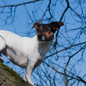 Loona im Baum