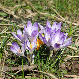Krokusse