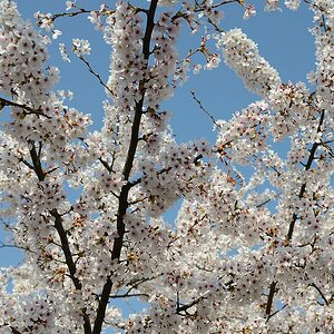 FrühlingFrühling 54
