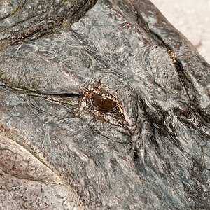 Aligator in den Everglades