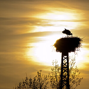 Storch im Gegenlicht