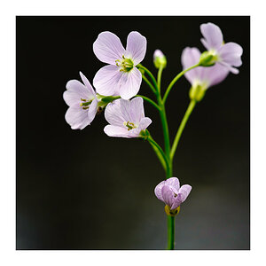 Moorblume