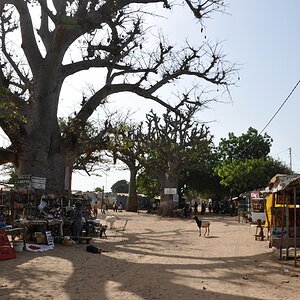 comp 5Senegal 3 102b