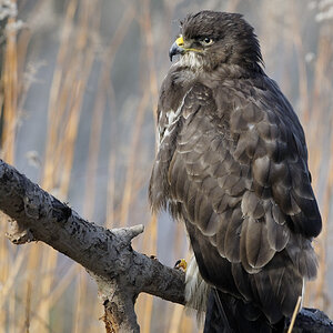 bussard 03